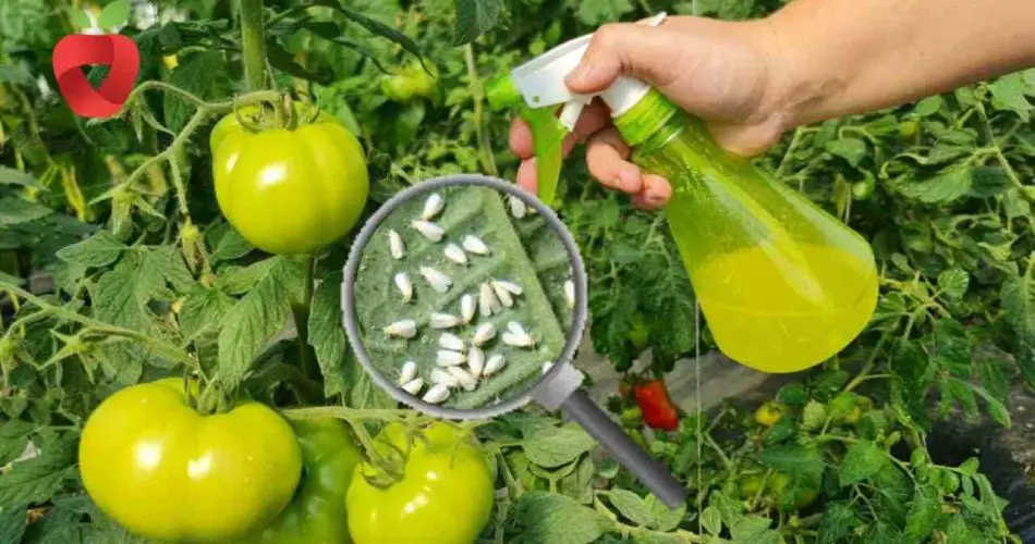 Cómo evitar de forma natural la aparición de pulgones y otras plagas en el jardín