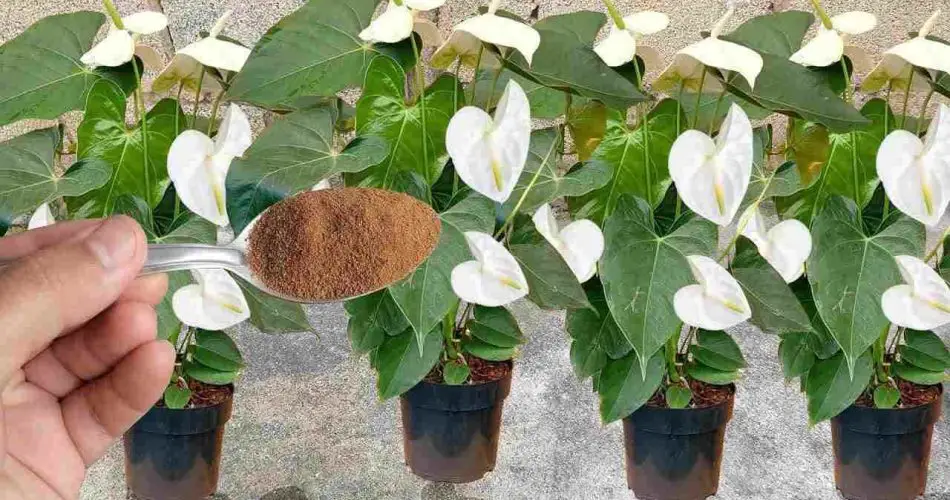 Aplícalo en las plantas que tengas en tu casa o jardín: florecerán durante todo el año.