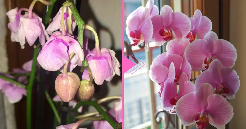 Orquídea marchita, aún hay esperanza: con este ingrediente vuelve a la vida