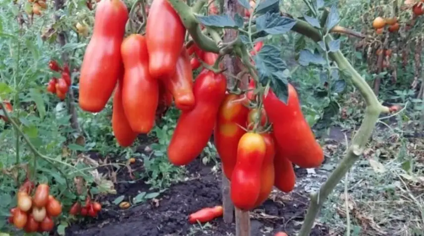 Qué plantar junto a los tomates para lograr una buena cosecha de tomates.
