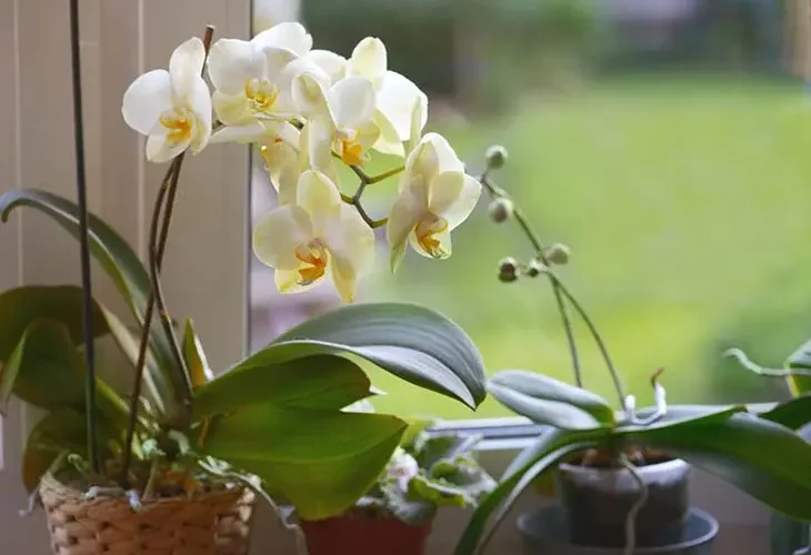 ¿Cómo salvar una orquídea moribunda? Puede volver a la vida en 5 minutos.